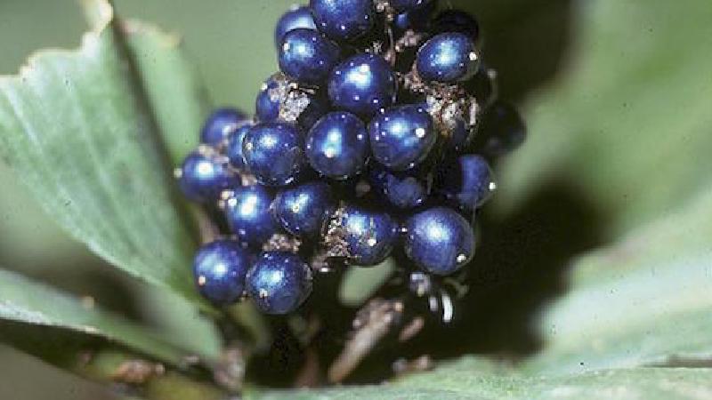 Photograph of berries.